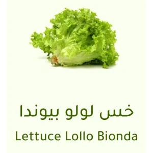 خس لولو بيوندا