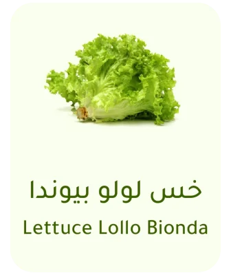 Lulu Bionda lettuce